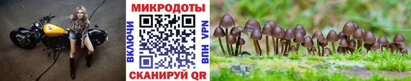 Галлюциногенные грибы Psilocybe  Купить закладки  Гагарин 